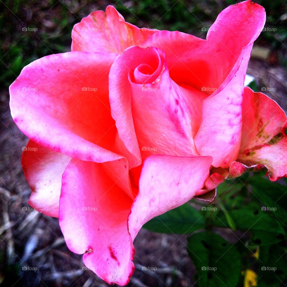 🌺Fim de #cooper!
Suado, cansado e feliz, curtindo a beleza das #flores.
🏁
#corrida
#running
#flowers
#CorujãoDaMadrugada
#alvorada
#flor