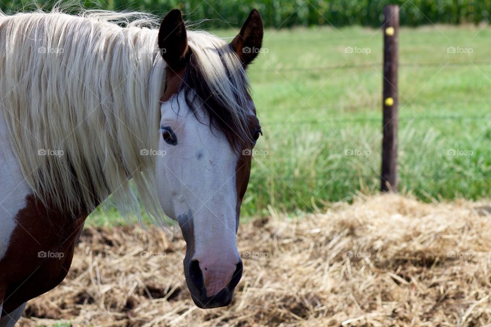 Summer Pets - a horse standing in a corral next to a lush pasture 