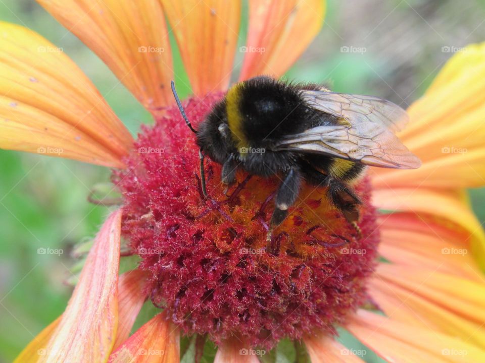 a furry bumblebee sat on a flower collecting nectar and pollen