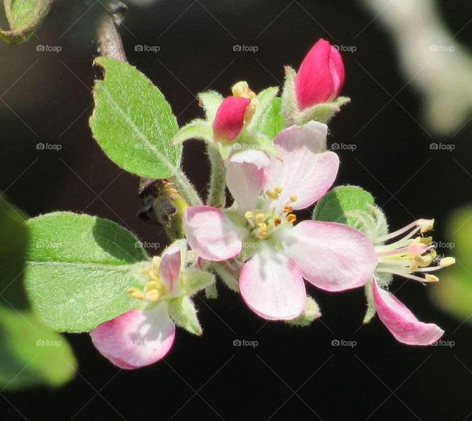 Apple tree Blossoms