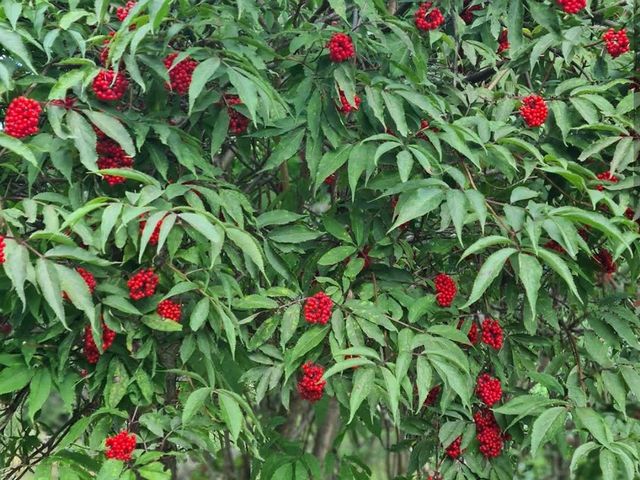 beautiful flowers