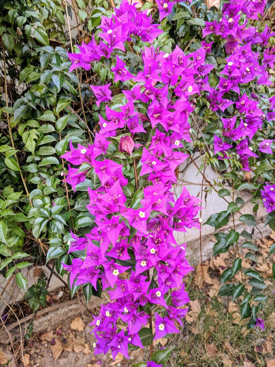 Bougainvillea
