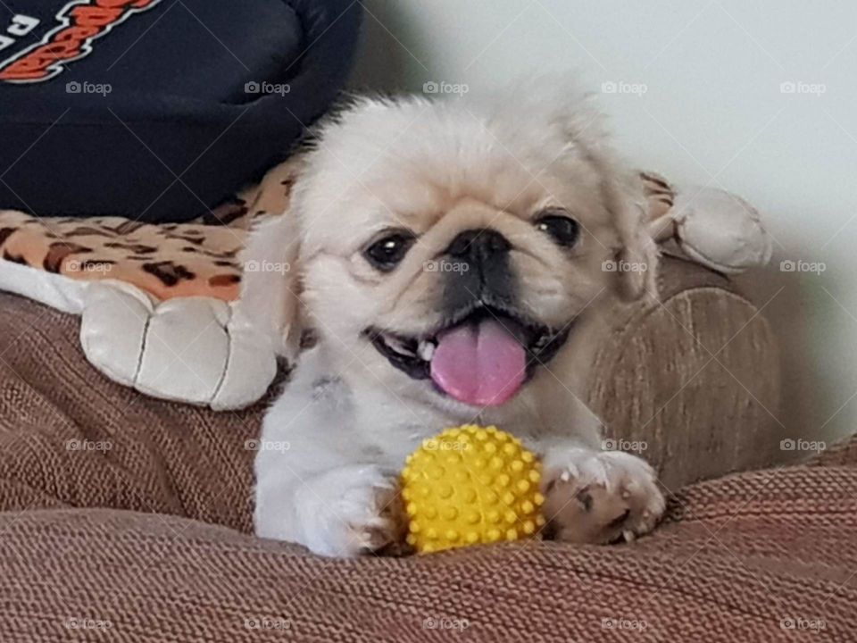White dog soccer rubber ball happy