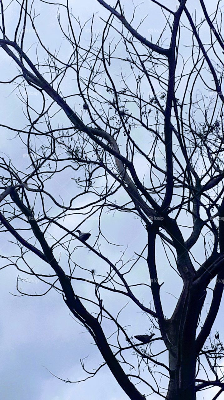 pássaros lindo, sobre uma árvore quase seca.