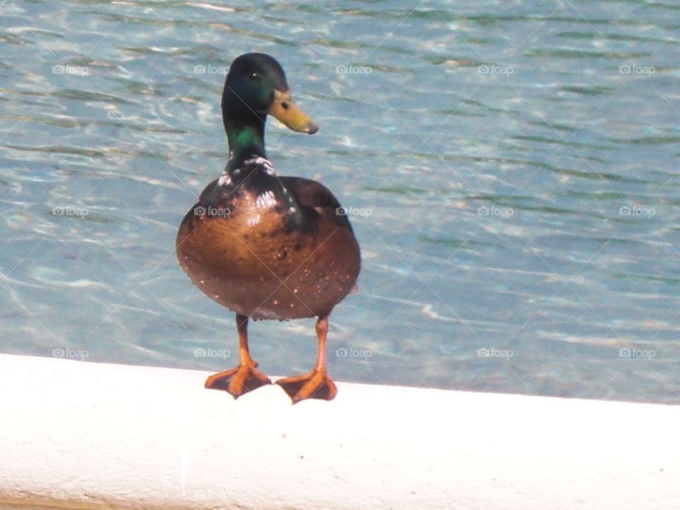 wild duck