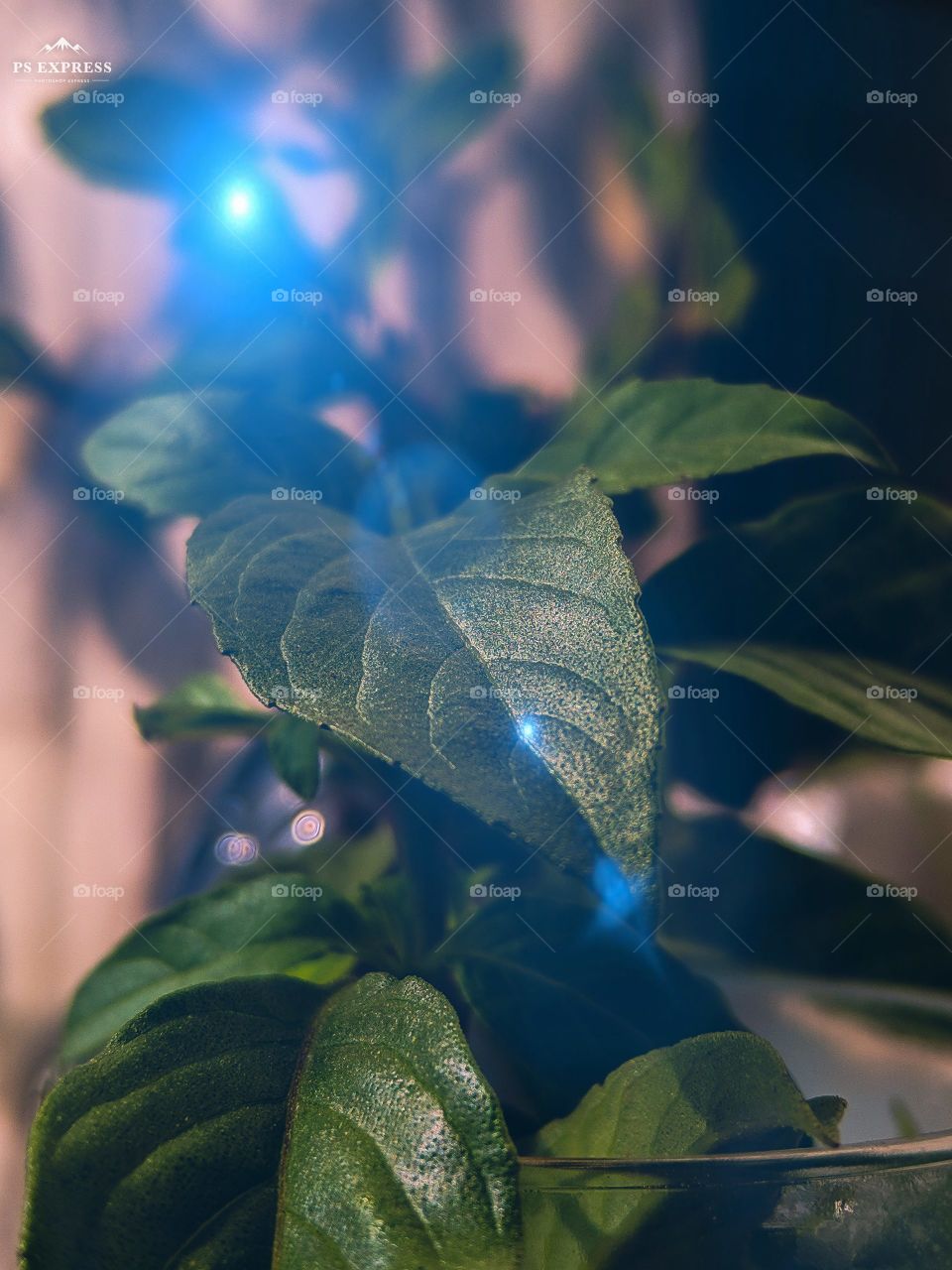 Clean sharp Leafs lines and patterns 