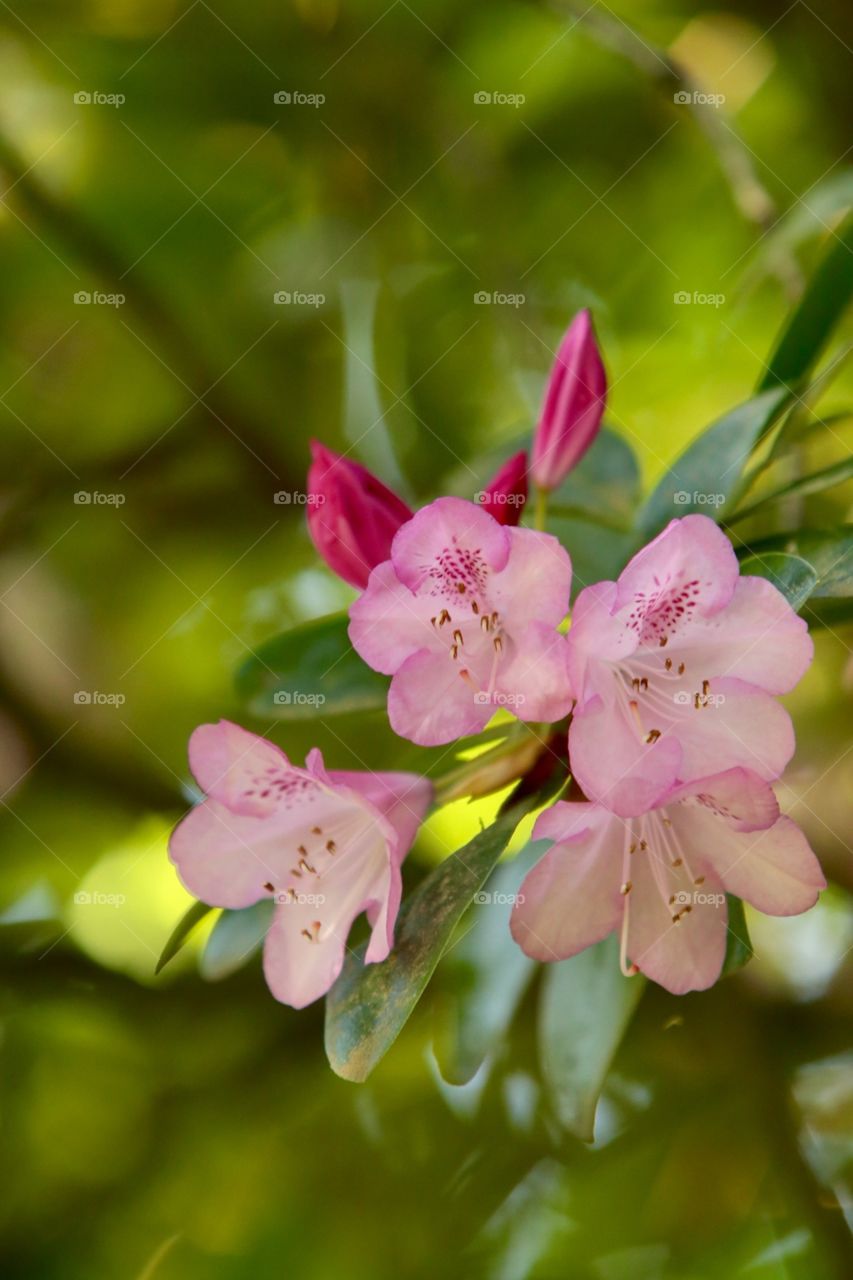 Rhododendron blossoms 