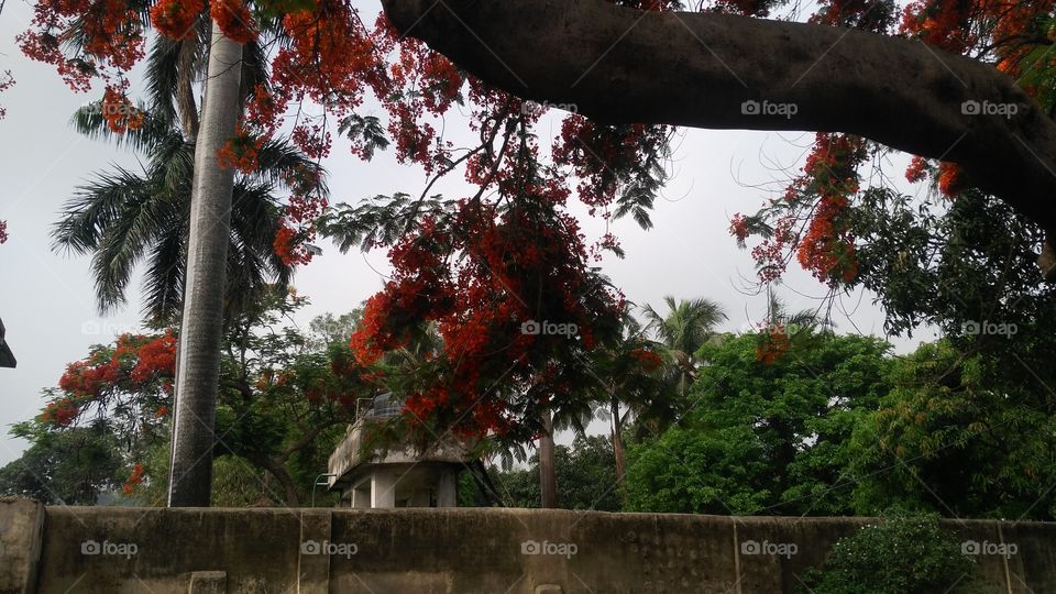 a beautiful flowers tree in the park.