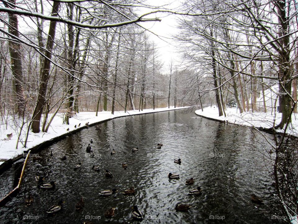 Flock of birds swimming in river during winter