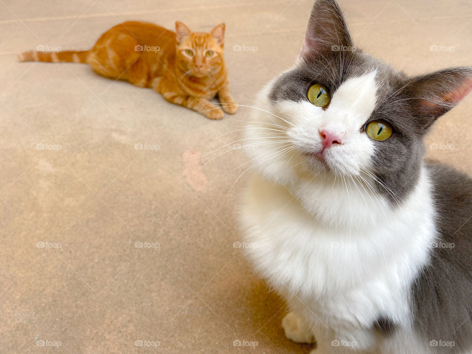 High angle view of a ginger cat and a grey and white cat looking up 