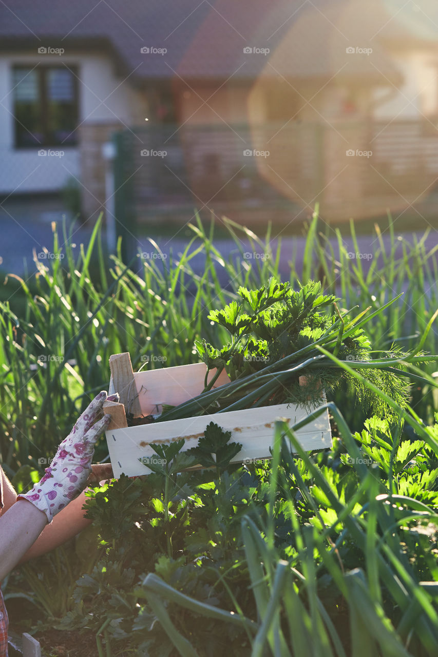 Woman working in a home garden in the backyard, picking the vegetables and put to wooden box. Candid people, real moments, authentic situations