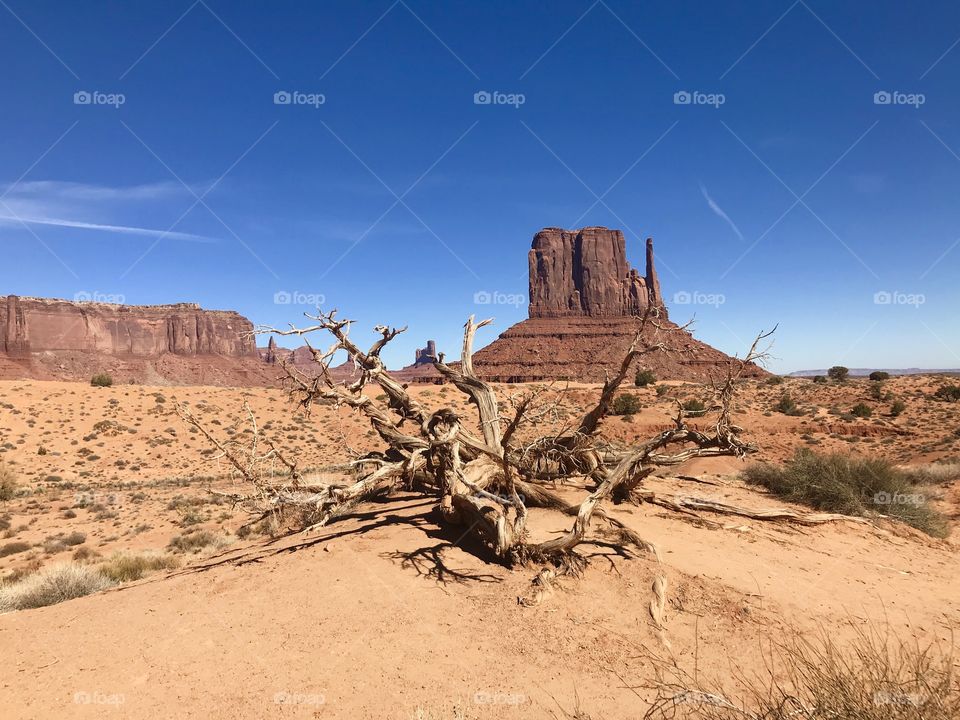 Driftwood at Monument Valley