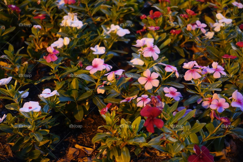 Red, pink and white flowers can be seen in the garden at night.