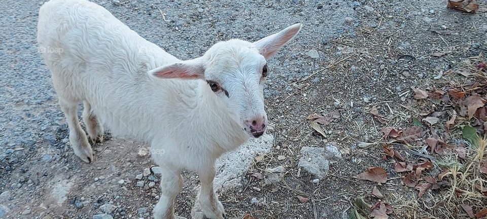 Baby lamb Crete Greece