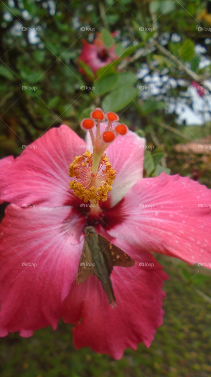 NATURE, PLANT, ENVIRONMENT, TREES.