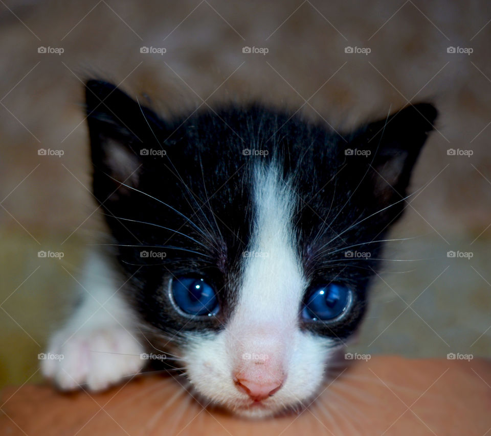 Cute, Cat, Eye, Kitten, Whisker