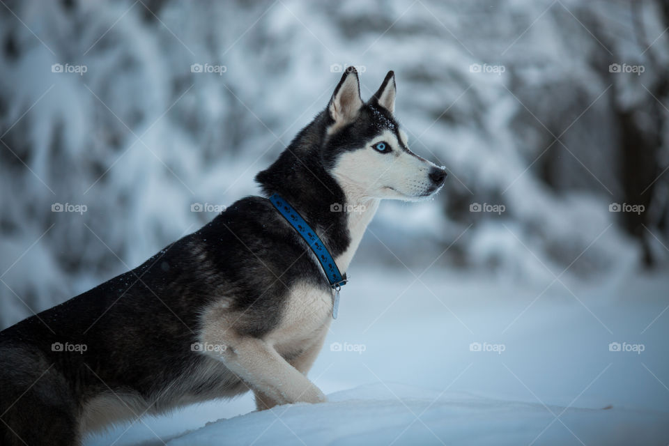 Walking with husky in winter park