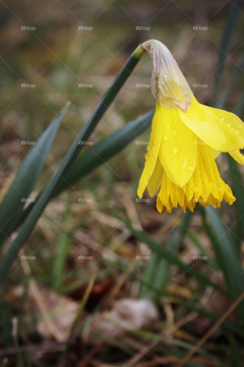 yellow flower