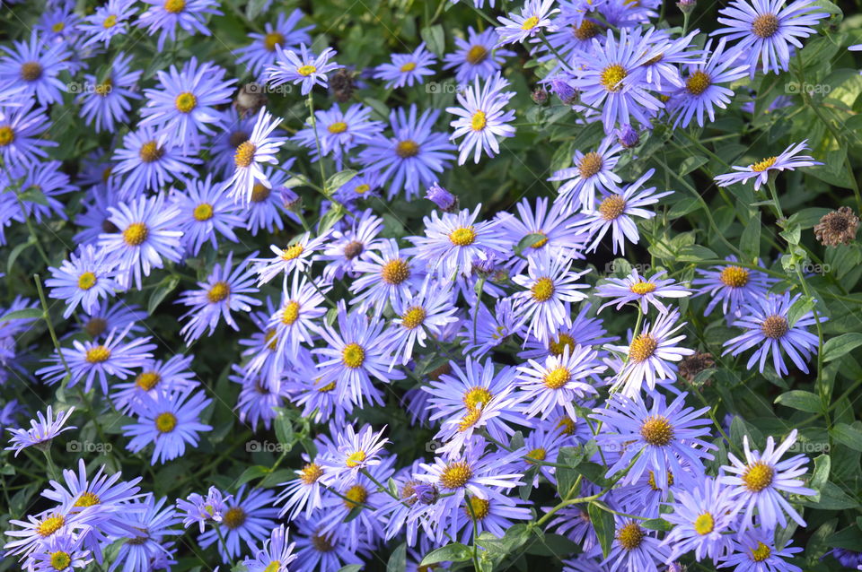 purple daisies. lots of daisies