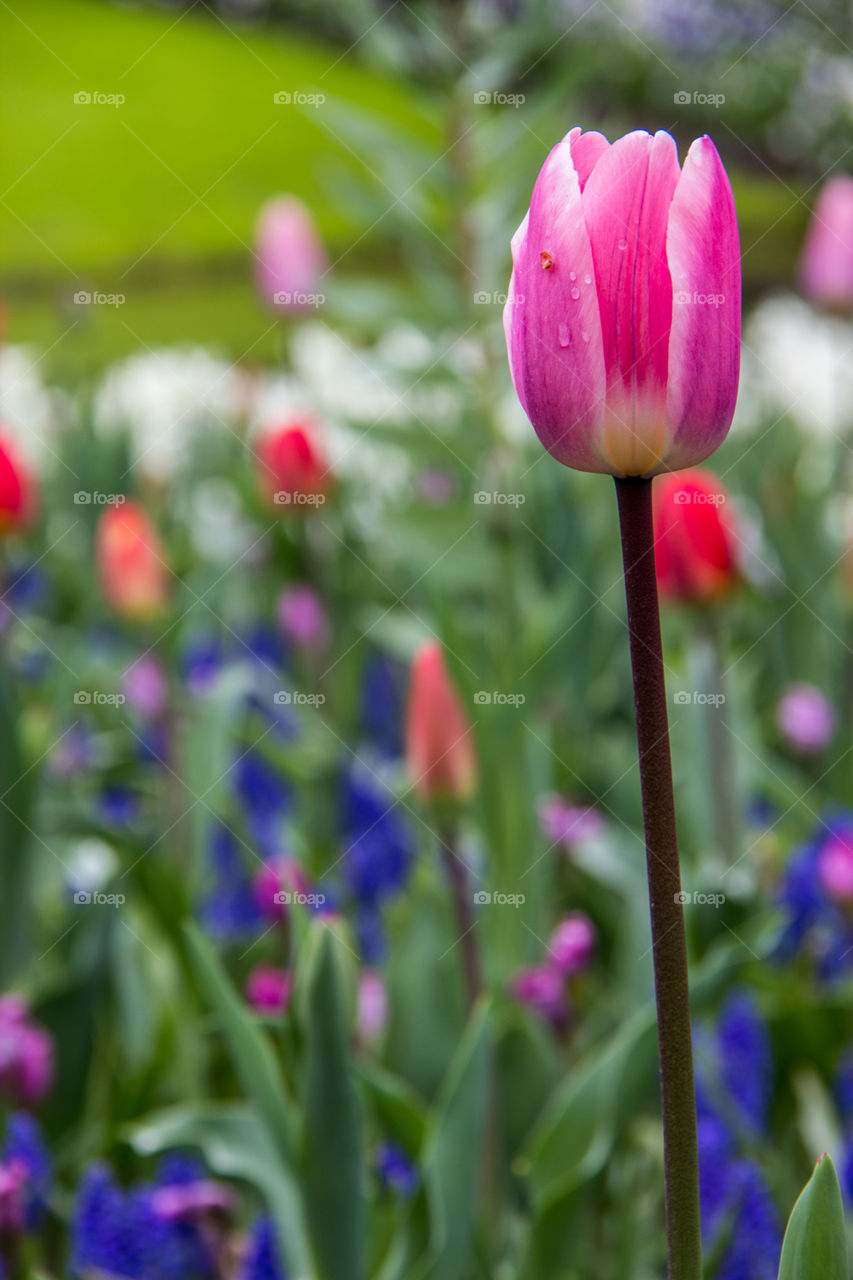 Tulips in the rain 