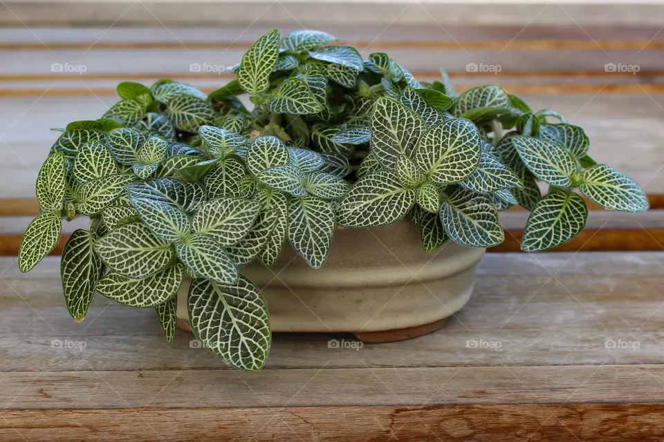 Plant