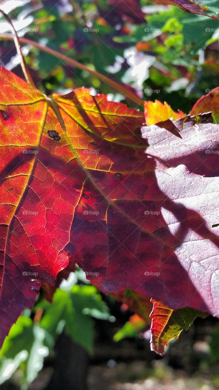 Leaf in the Fall