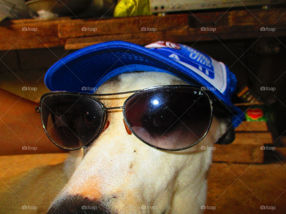 dog on shade and cap