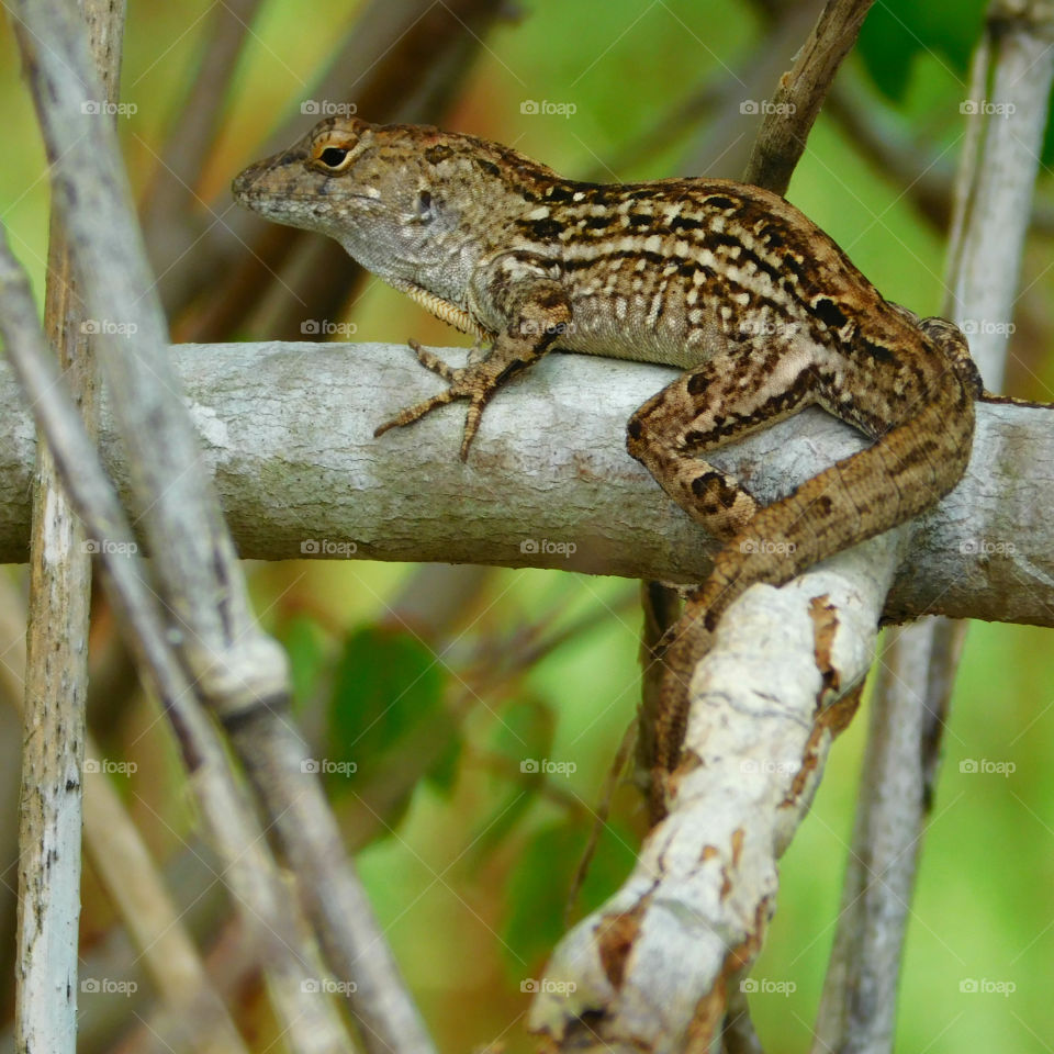 A Gecko shows his red throat!