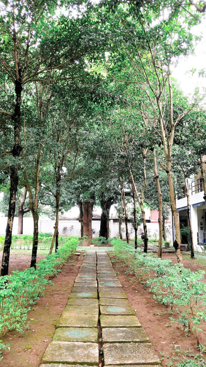 tree's  around  you!