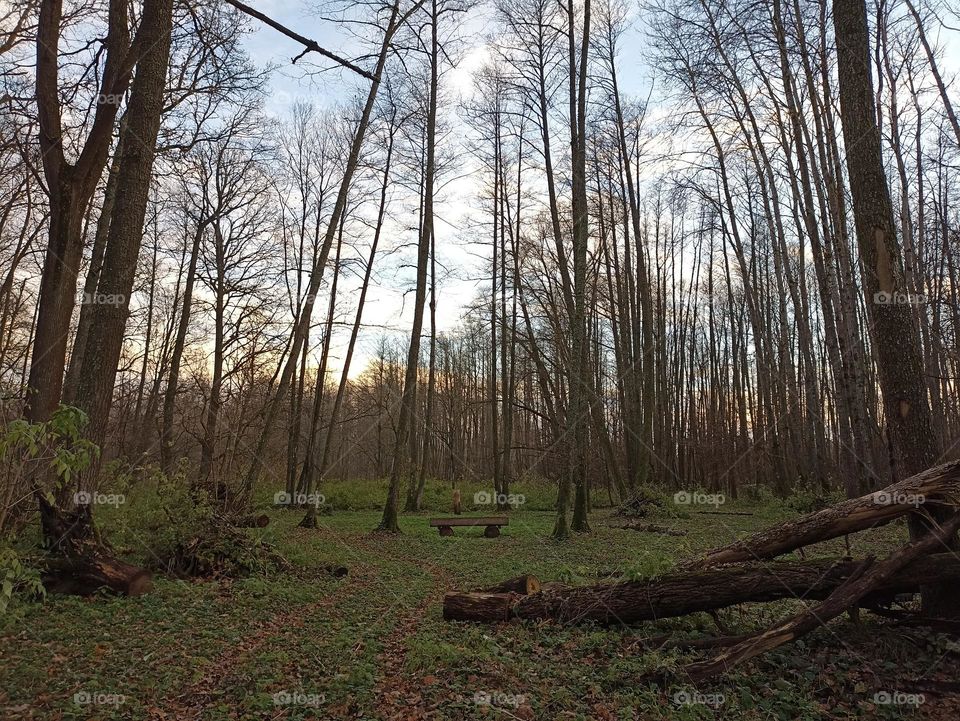 A beautiful clearing in the forest