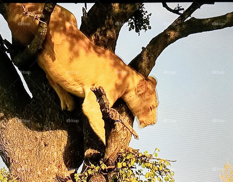 lion on tree
