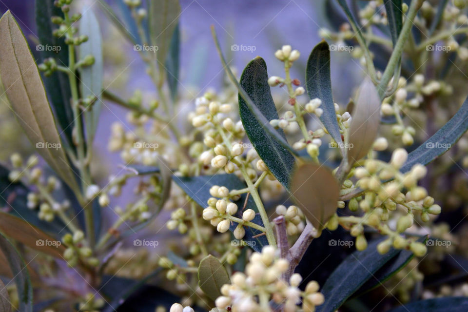 OLIVE TREE WITH FLOWERS