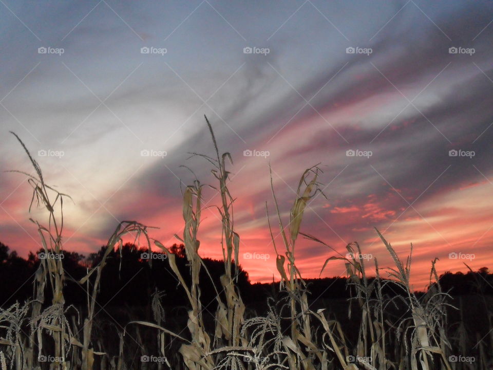 Corn field at Sunset