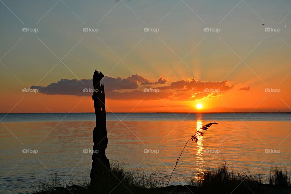 A petrified tree stand erect as the sun begins to dip below the horizon bidding the world a fond farewell. Its rays stretching out like a last embrace, before it retreats into its slumbering place