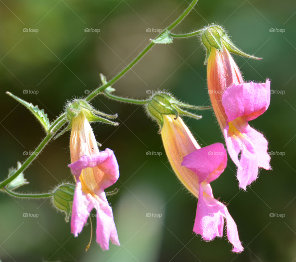 Snap dragons