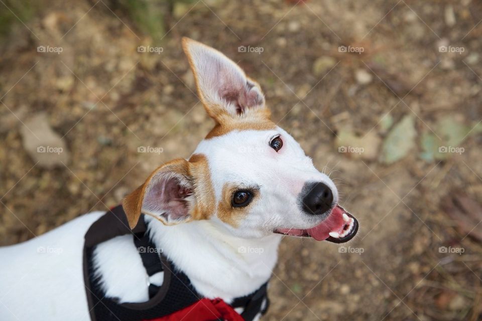 Smiling Hiking Dog