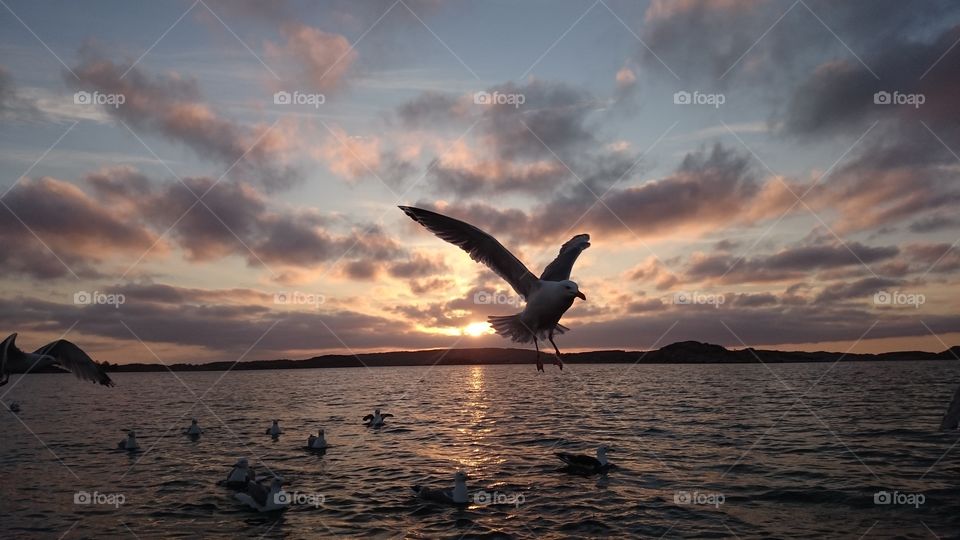 Seagulls in the sunset