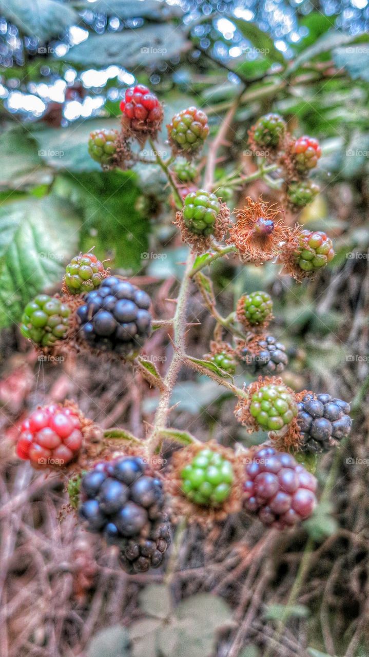 Blackberries . Blackberry bush on the side of the trail 
