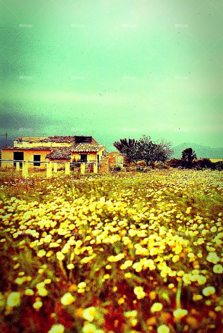 Spring in Mallorca