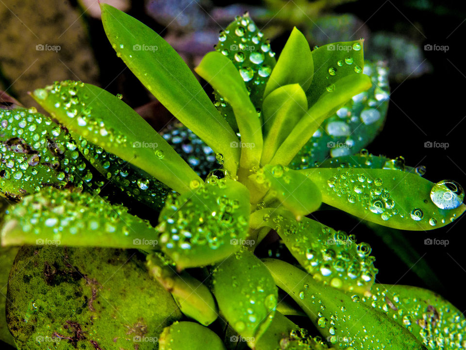 Water drops on green plant