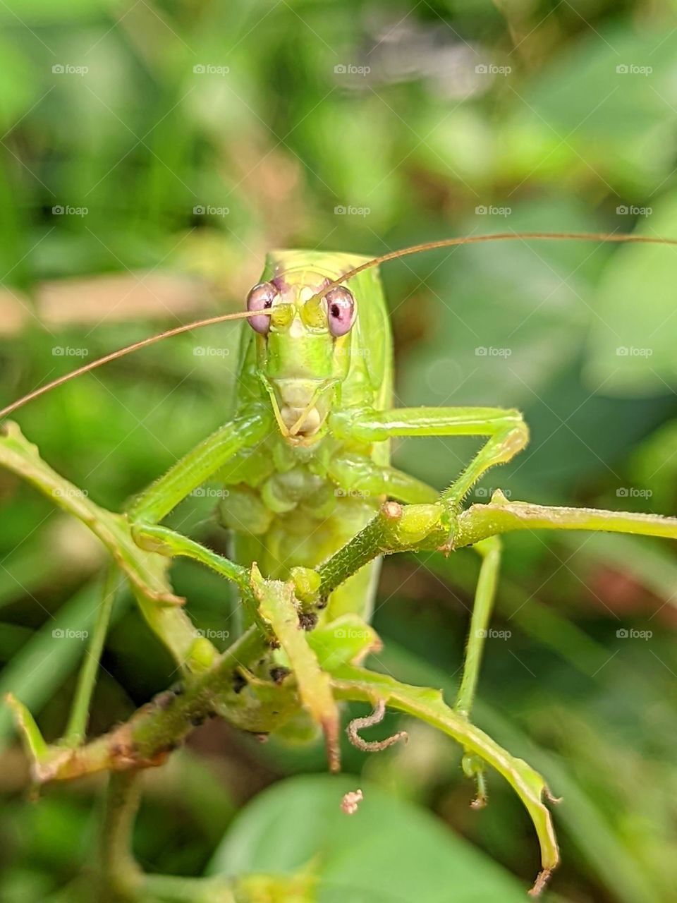 giant grasshopper🦗😃