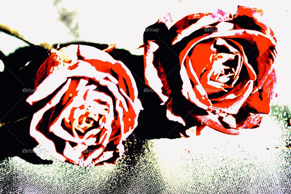 Over exposed roses
