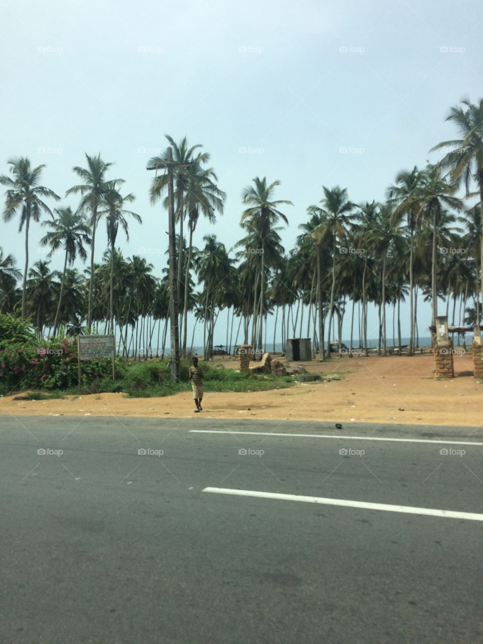 Palms on the shore of Ivory Coast 