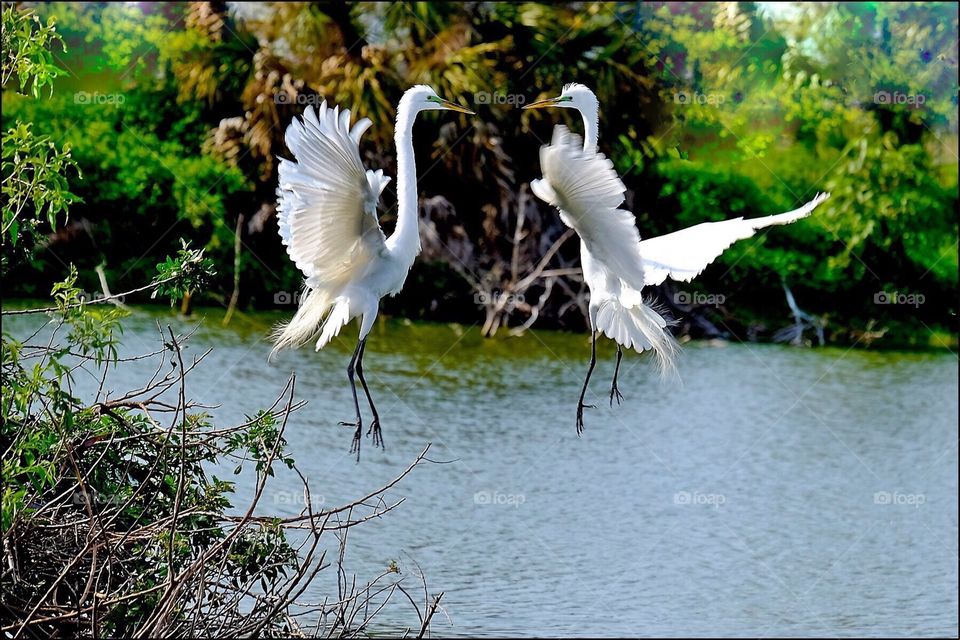 Two white egrets in a mating dance above the water.