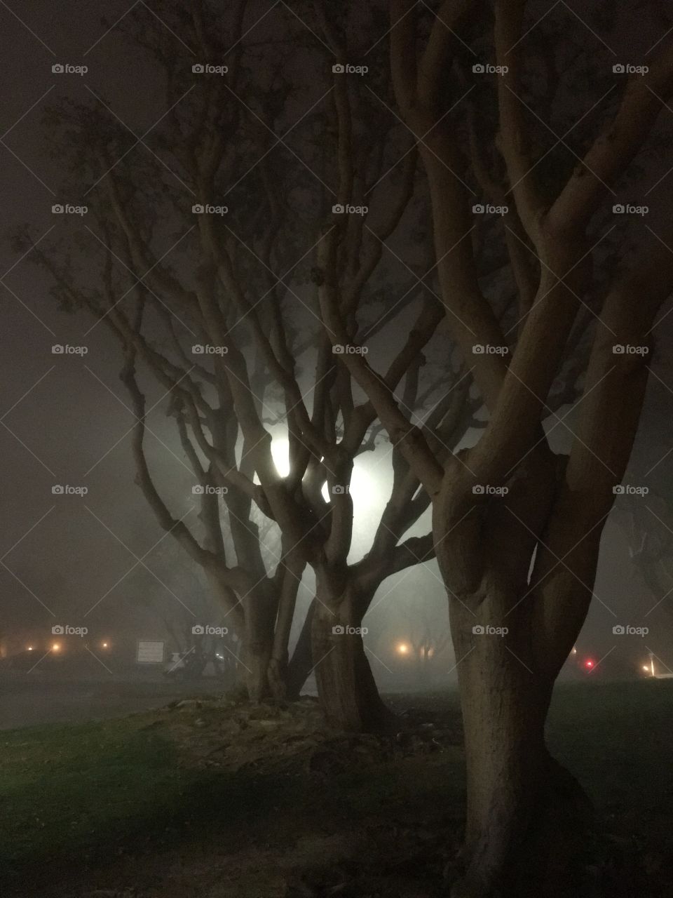 Trees in the fog at Seaport Village in San Diego, CA. 
