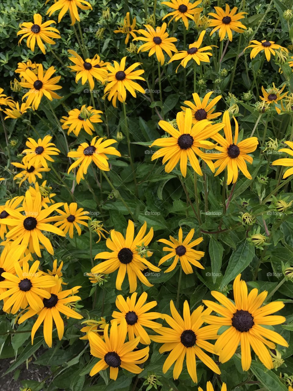 Beautiful flowers growing at the bus terminal