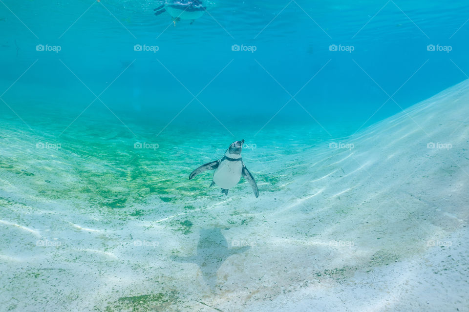 Humboldt penguin underwater.