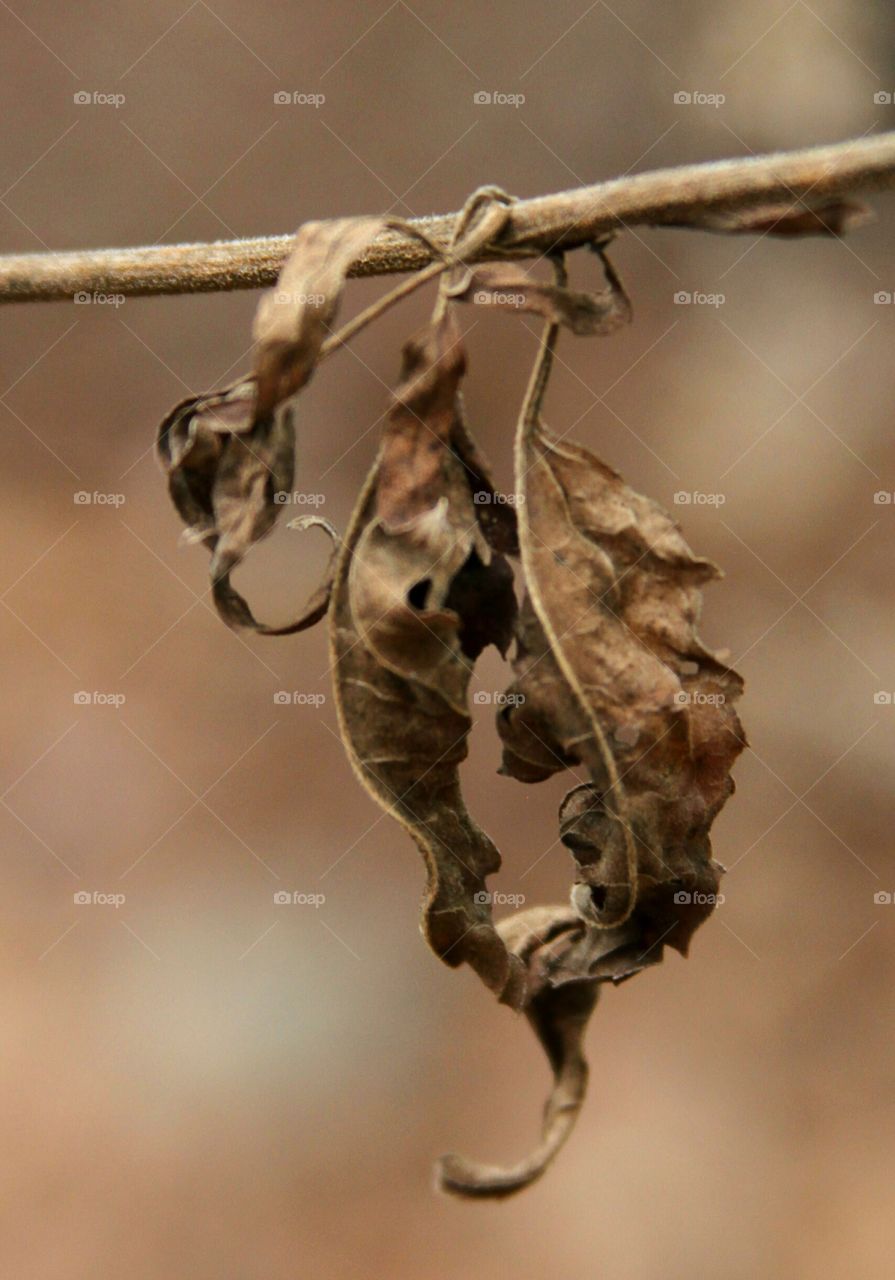 leaves curling on a branch.