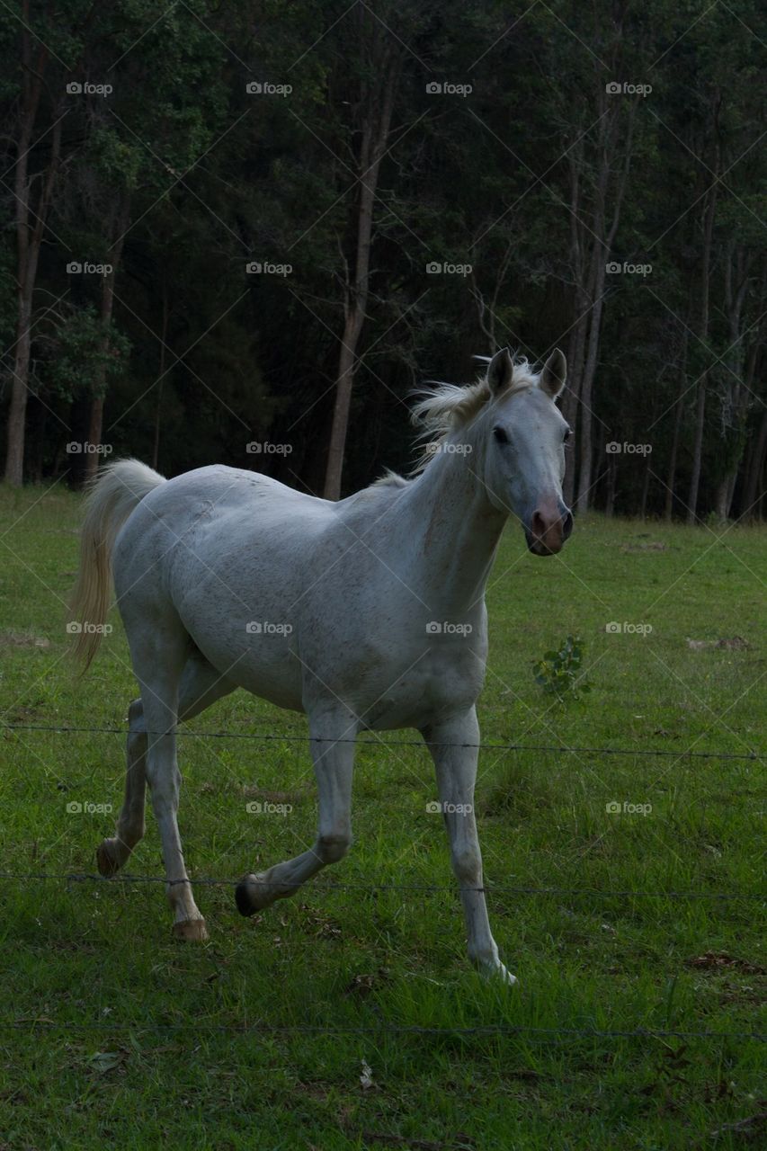 Trotting White Horse