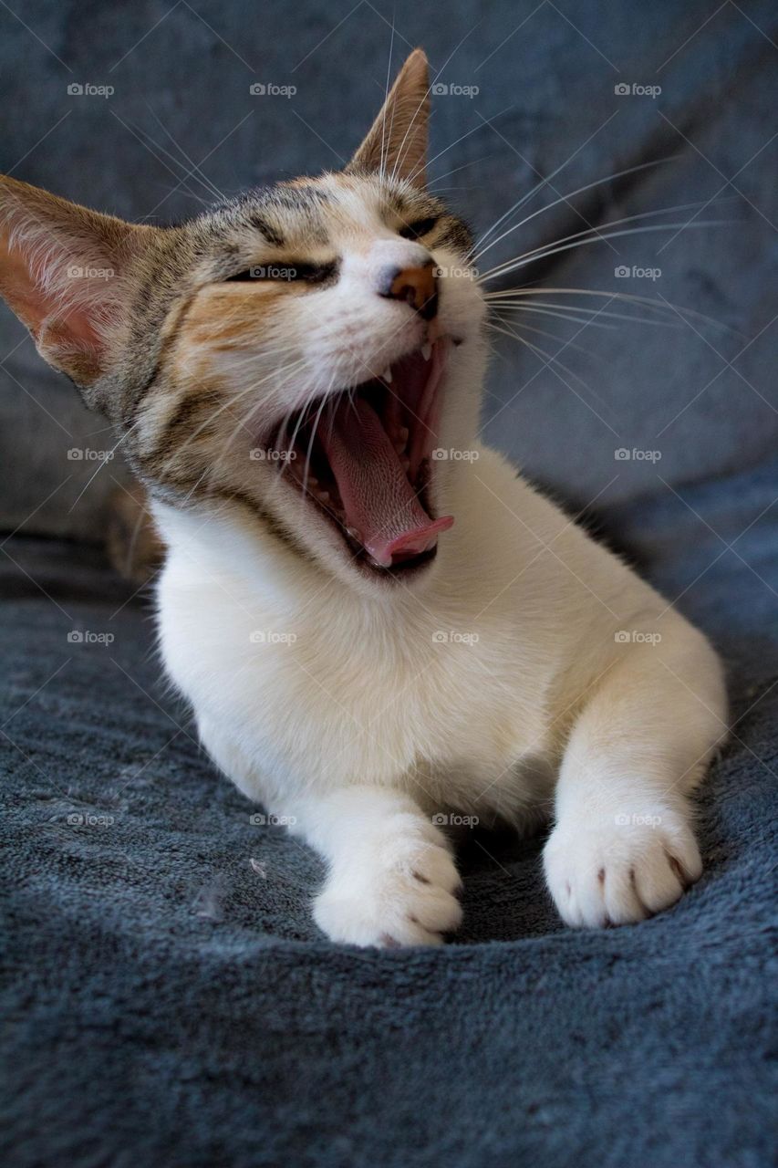 Funny cat, be authentic, cat yawns